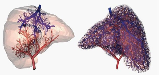 Επιστήμονες βρήκαν το τρόπο δημιουργίας αιμοφόρων αγγείων σε 3D εκτυπωμένα όργανα