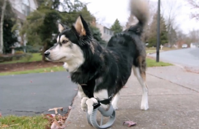 3D εκτυπωμένα προσθετικά "δίνουν ζωή" στον Derby, έναν αξιαγάπητο σκύλο