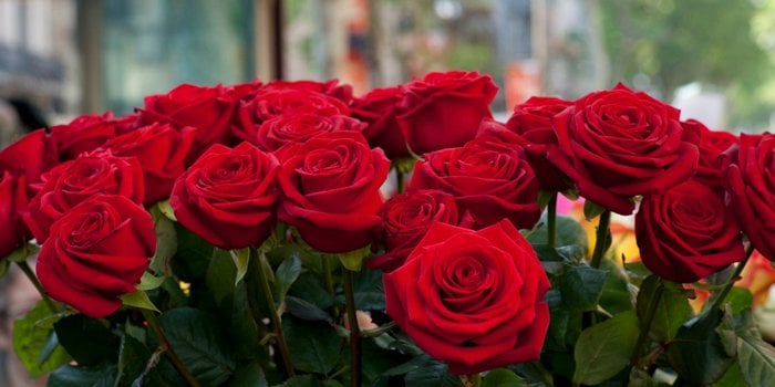 Ερευνητές τοποθετούν ηλεκτρικό κύκλωμα μέσα σε τριαντάφυλλο