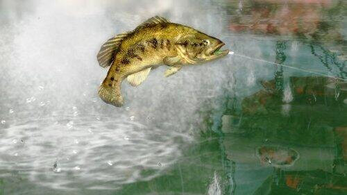 Περισσότερες πληροφορίες για "Rapala Pro Bass Fishing 10 (Xbox 360)"