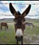 donkey73