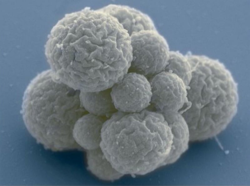 Δημιούργησαν βακτήρια με το μικρότερο γονιδίωμα στον κόσμο