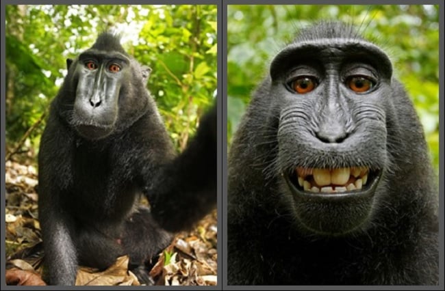 Διαμάχη μεταξύ φωτογράφου και Wikipedia για τα πνευματικά δικαιώματα των φωτογραφιών μιας μαϊμούς