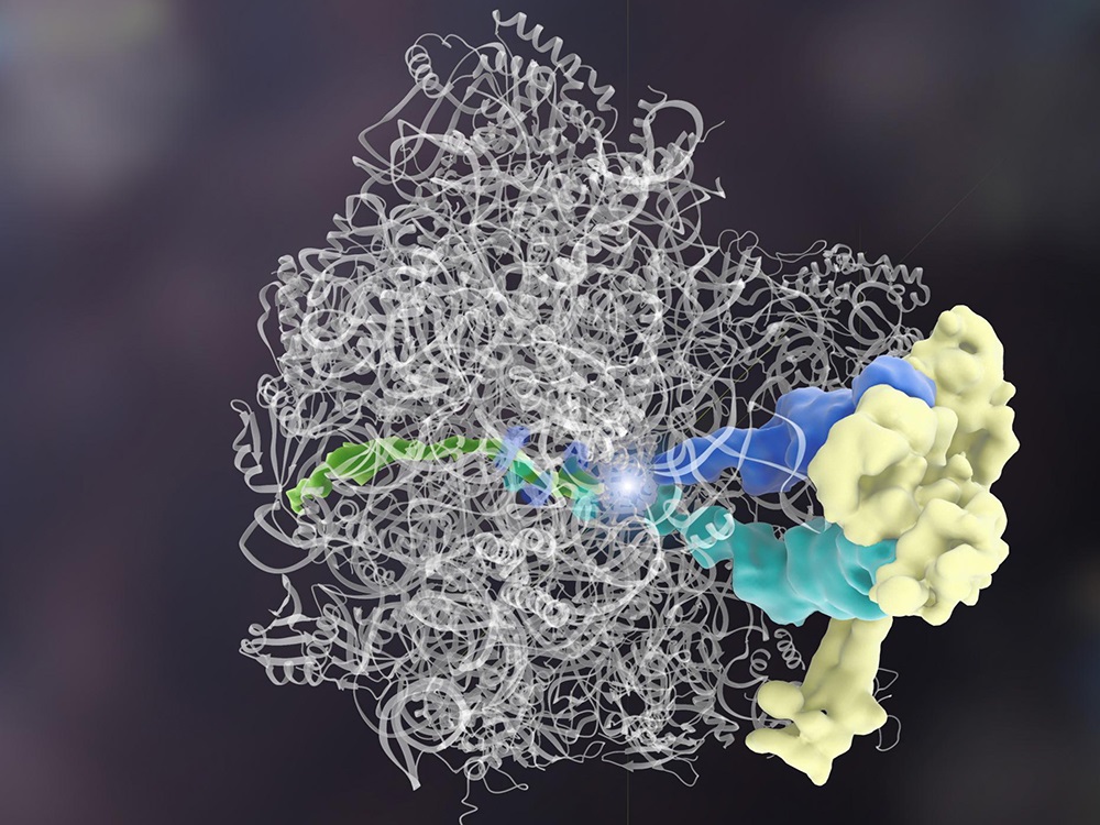 Ανακαλύφθηκε η πρώτη πρωτεΐνη που δημιουργεί άλλες πρωτεΐνες