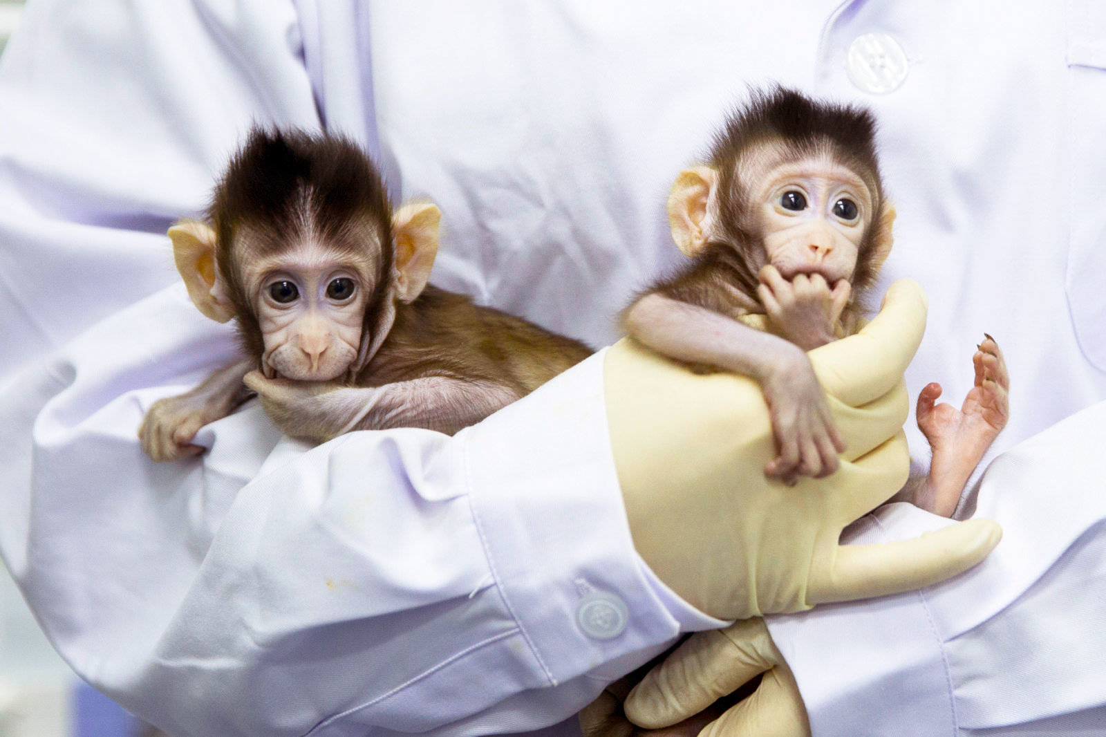 Περισσότερες πληροφορίες για "Η πρώτη κλωνοποίηση μαϊμούδων στην Κίνα “σπάει” τεχνολογικά το φράγμα για τη δημιουργία ανθρώπινων κλώνων"