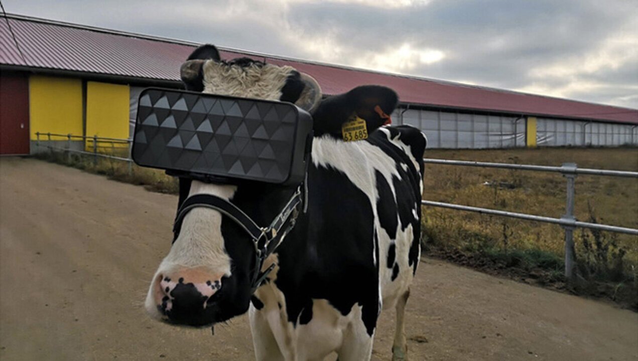 Αγελάδες με VR Headsets ίσως παράγουν καλύτερο γάλα