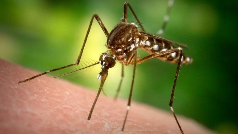 Φλόριντα: 750 εκατομμύρια γενετικά τροποποιημένα κουνούπια πρόκειται να απελευθερωθούν