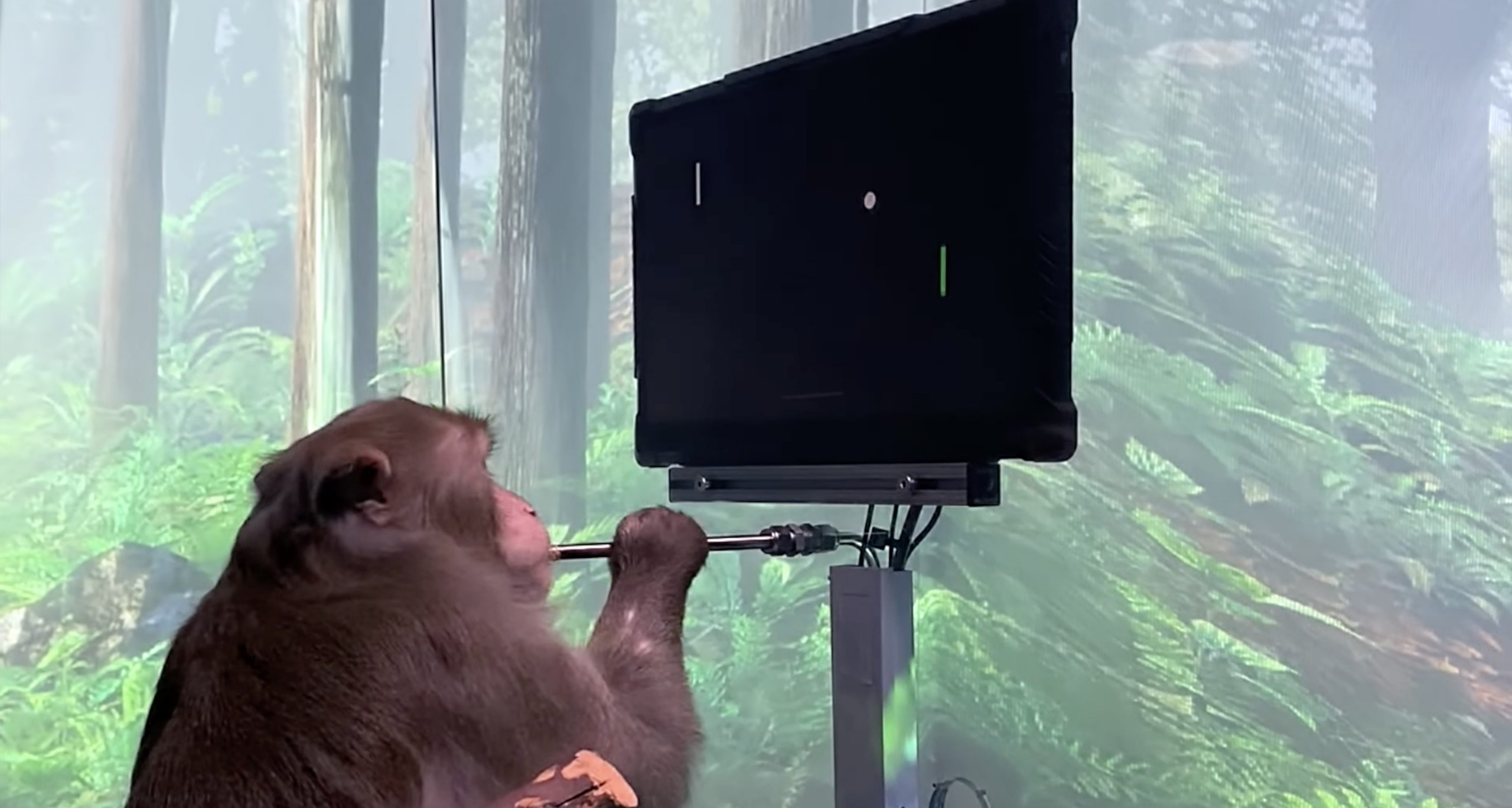 Mαϊμού κατορθώνει να παίξει Pong με τη σκέψη, ανακοίνωσε η Neuralink