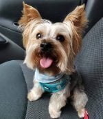 PicotheYorkie