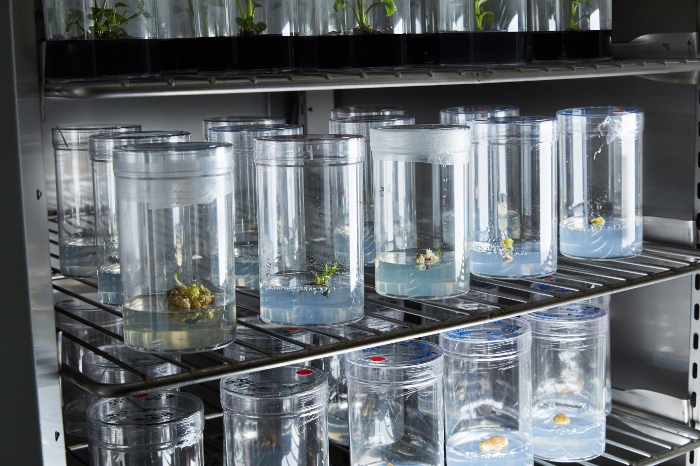 Περισσότερες πληροφορίες για "Η εταιρεία βιοτεχνολογίας Neoplants τροποποιεί γενετικά φυτά εσωτερικού χώρου για να λειτουργούν ως καθαριστές αέρα"