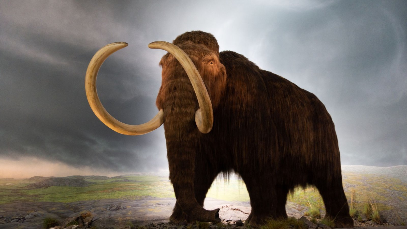 woolly-mammoth-model-royal-bc-museum-in-victoria-1675452512.jpeg