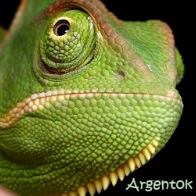 Argentok