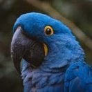 Angelo942
