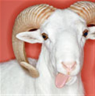 aries71