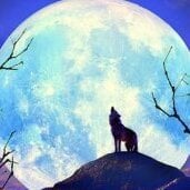 Wolf79