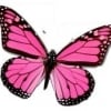 _butterfly_