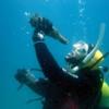 lionfish